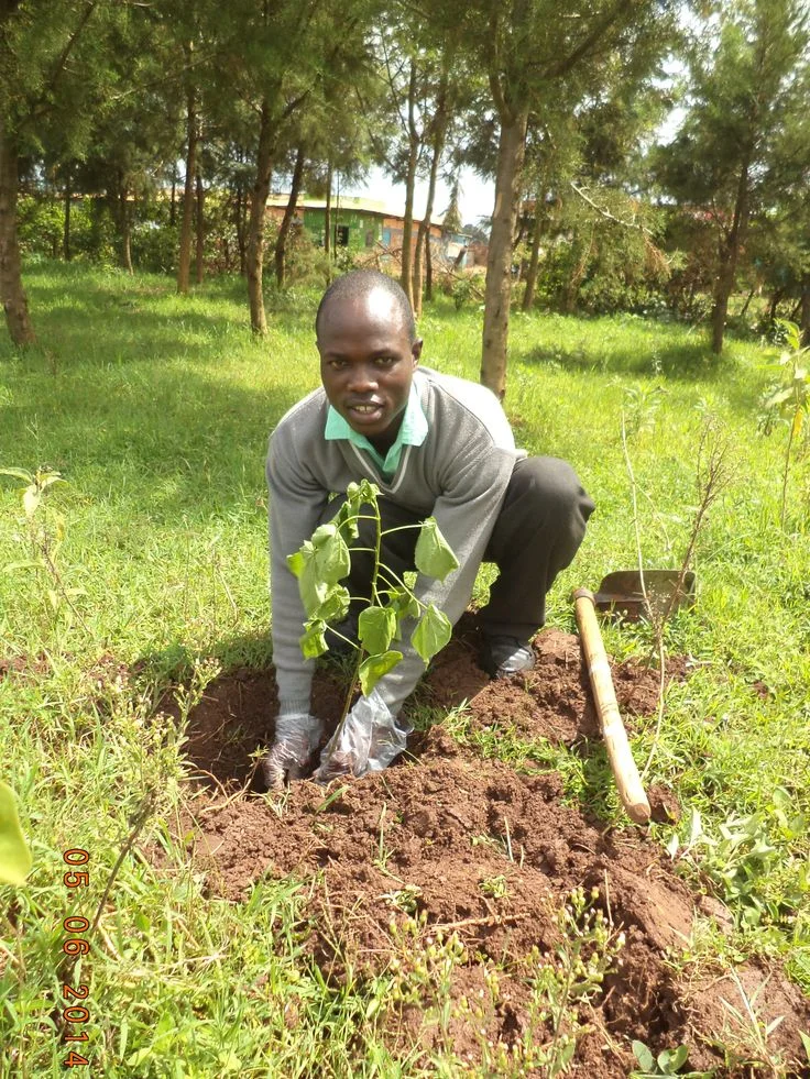 Person kneeling and planting tree seedling